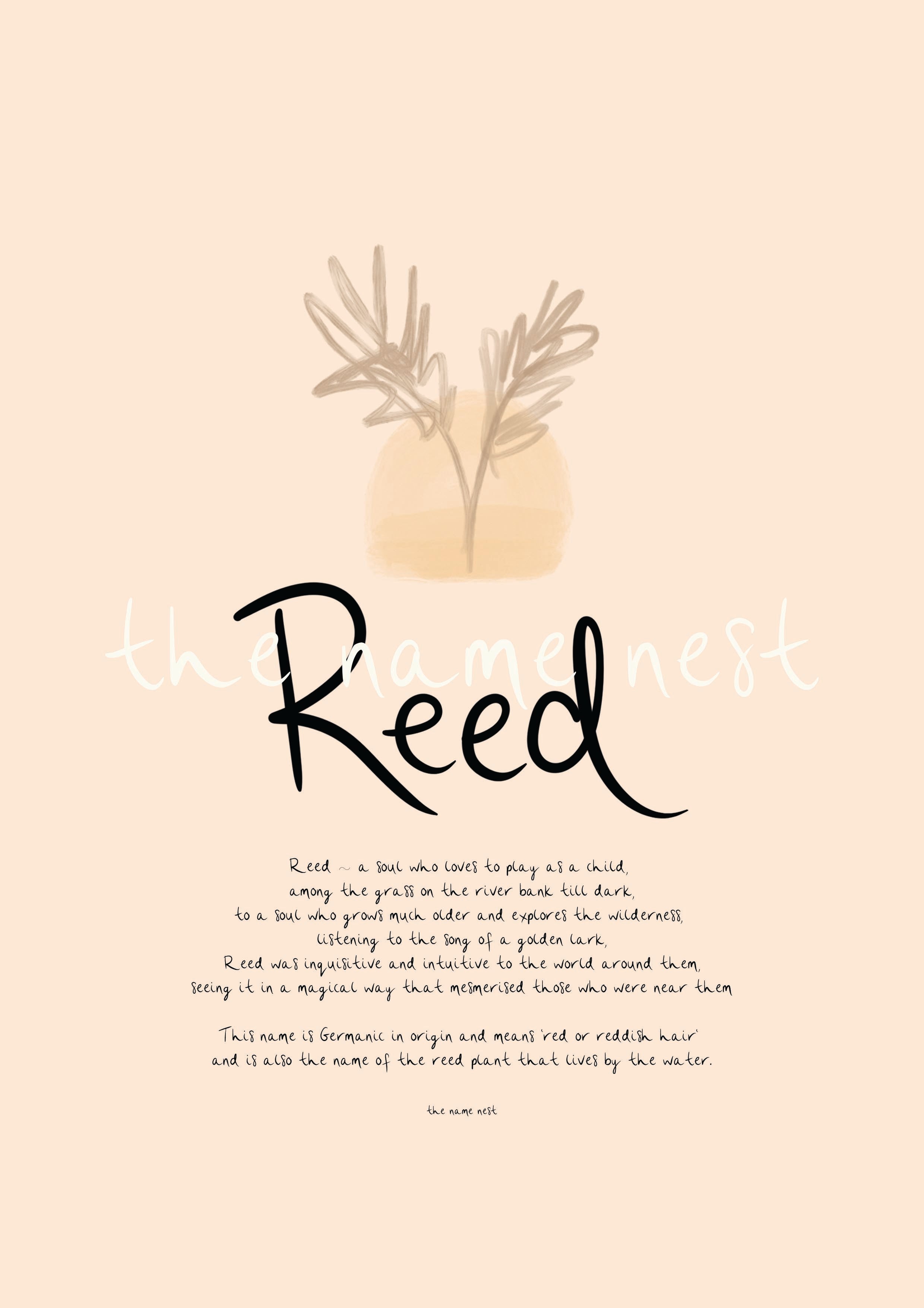 Reed